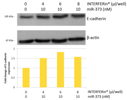 10 nM miR-373 transfected with 6 µl INTERFERin<sup>®</sup> in PC-3 cells result in 1.8-fold increase in E-cadherin expression.