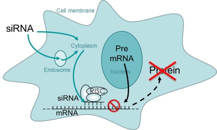 Fig. 1: RNA silencing mechanism in the cell.