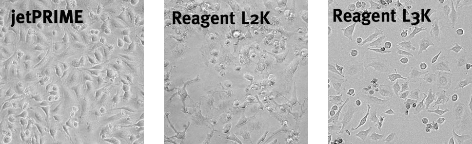 jetPRIME - transfected cells compared to reagents L2K and L3K