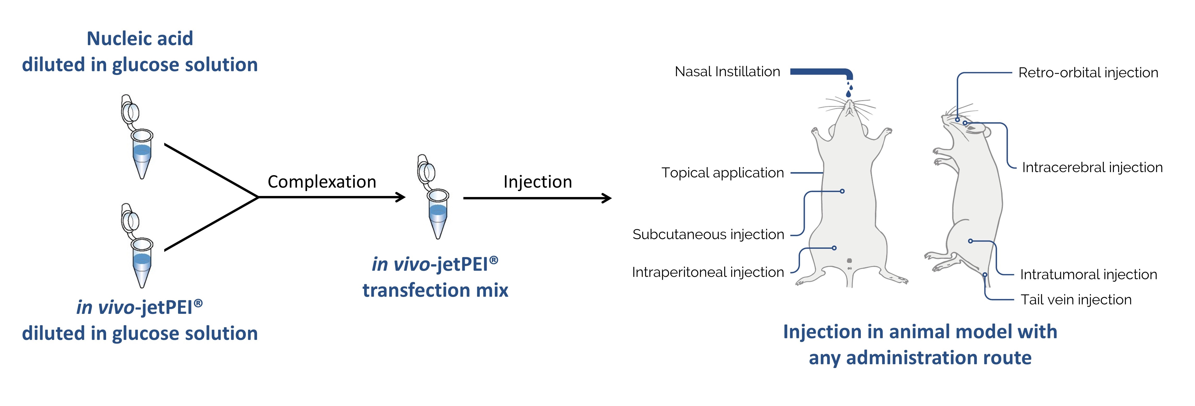 <em>in vivo</em>-jetPEI - easy 2-step protocol
