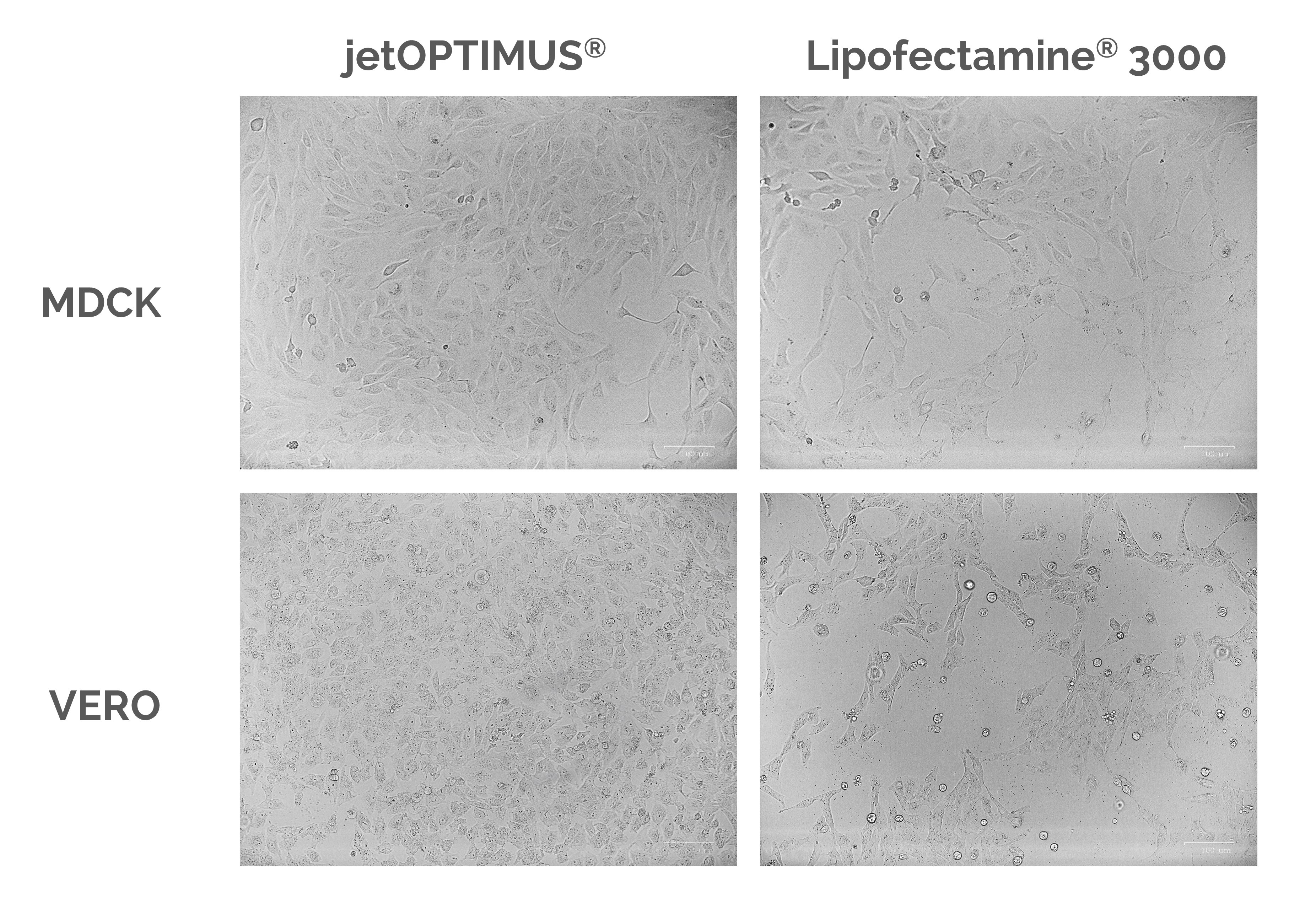 jetOPTIMUS - Cell Viability