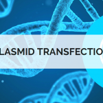 plasmid transfection