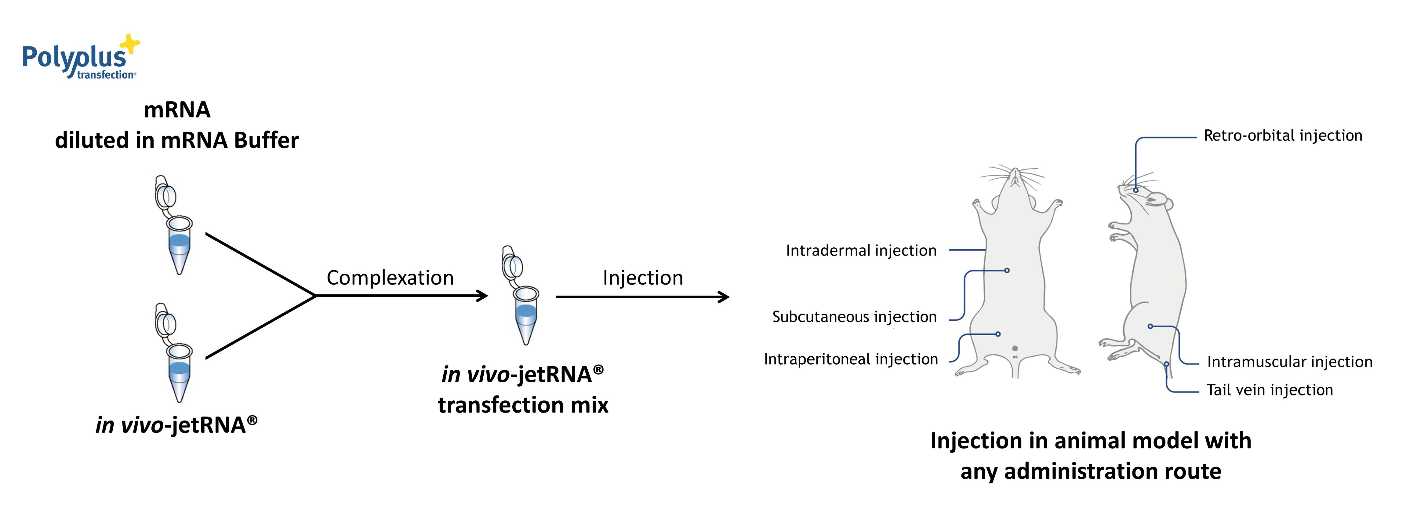 <em>in vivo</em>-jetRNA - protocol