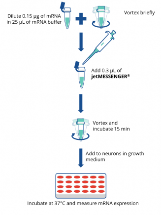 Easy-to-use jetMESSENGER® transfection protocol.