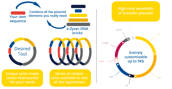 Unique tailor-made plasmid that exactly fits your needs