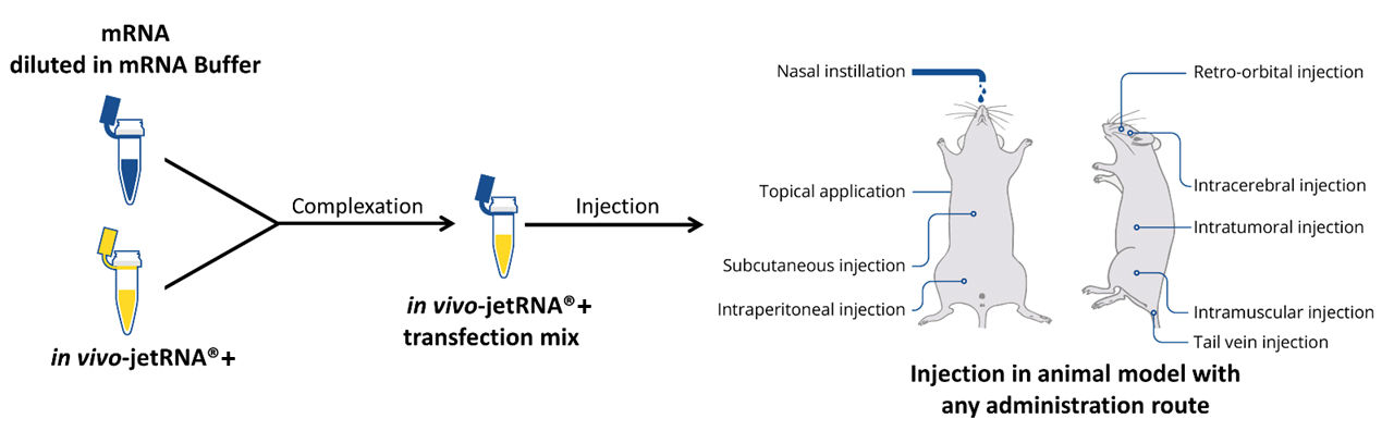 Polyplus in vivo-jetRNA+ transfection reagent（101000122）转染试剂